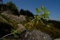 Ribes multiflorum subsp. sandalioticum